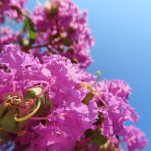 青空を背景に咲くサルスベリ、鮮やかなピンクの花弁と蕾をクローズアップ撮影した夏の花