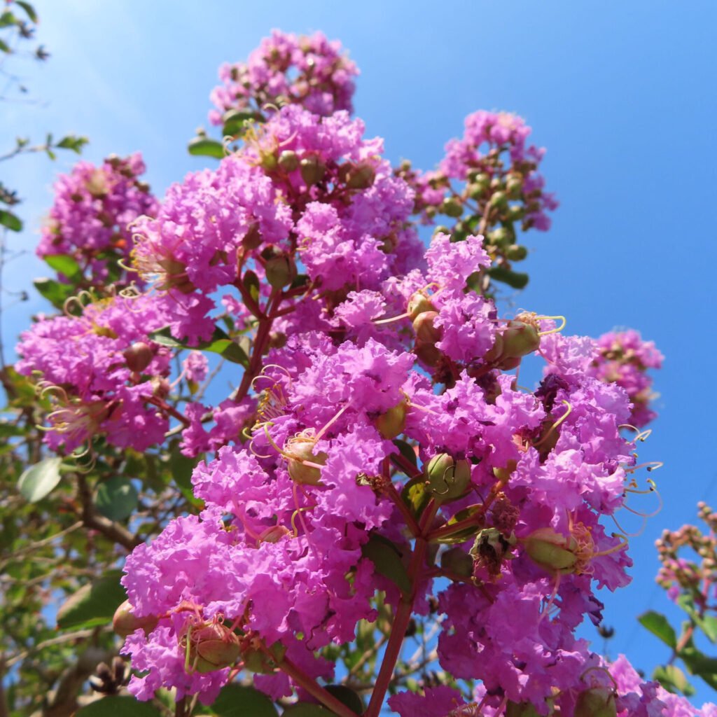 夏の青空に映えるサルスベリ、鮮やかなピンクの花房が枝いっぱいに咲く写真