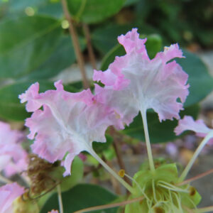 淡いピンクから白にかけて色づくサルスベリの花弁をクローズアップ撮影、繊細で透けるような質感を持つ夏の花