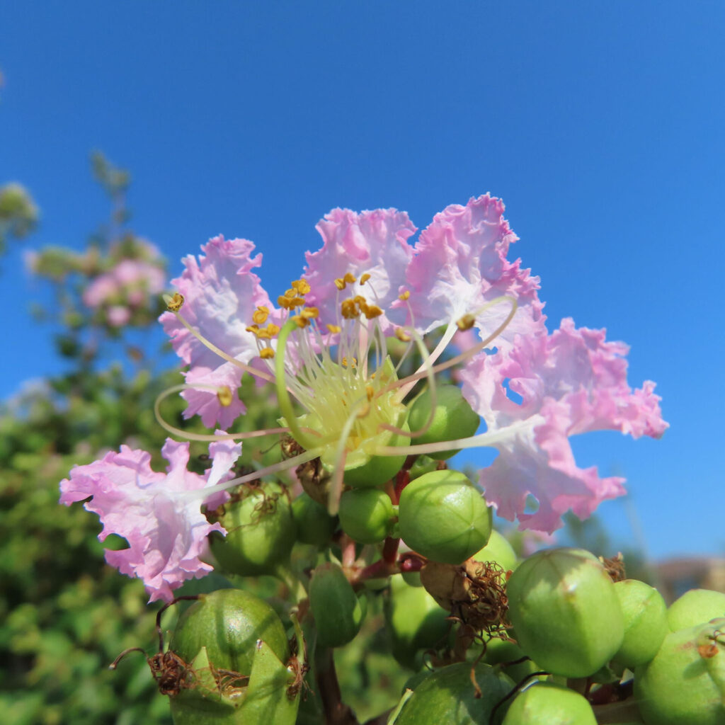青空を背景に咲くサルスベリ、淡いピンクの花弁と黄色い雄しべ、緑色の蕾をクローズアップ撮影した写真