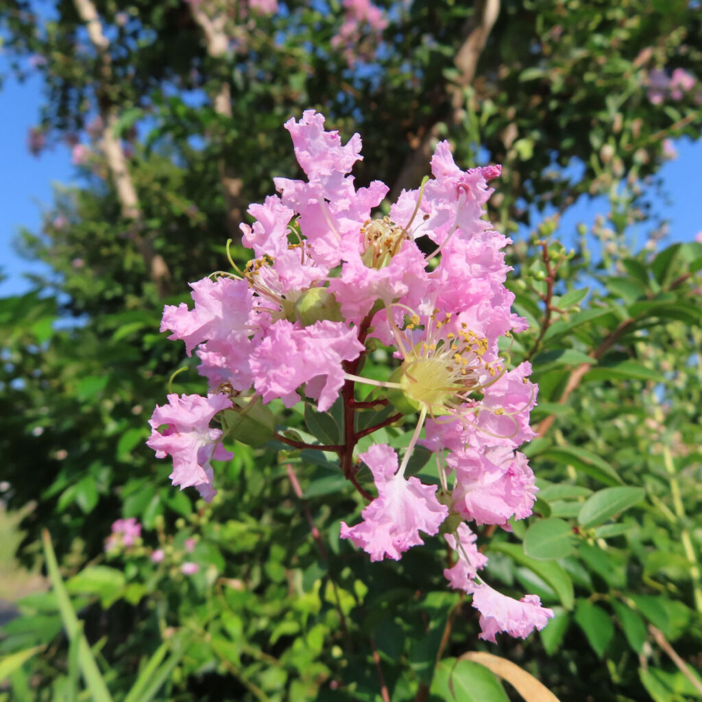 青空と緑を背景に咲くサルスベリ、淡いピンクの花房をクローズアップ撮影した夏の花