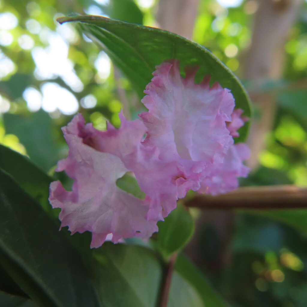 淡いピンク色のサルスベリの花をクローズアップ撮影、緑の葉に寄り添うように咲く繊細な花弁