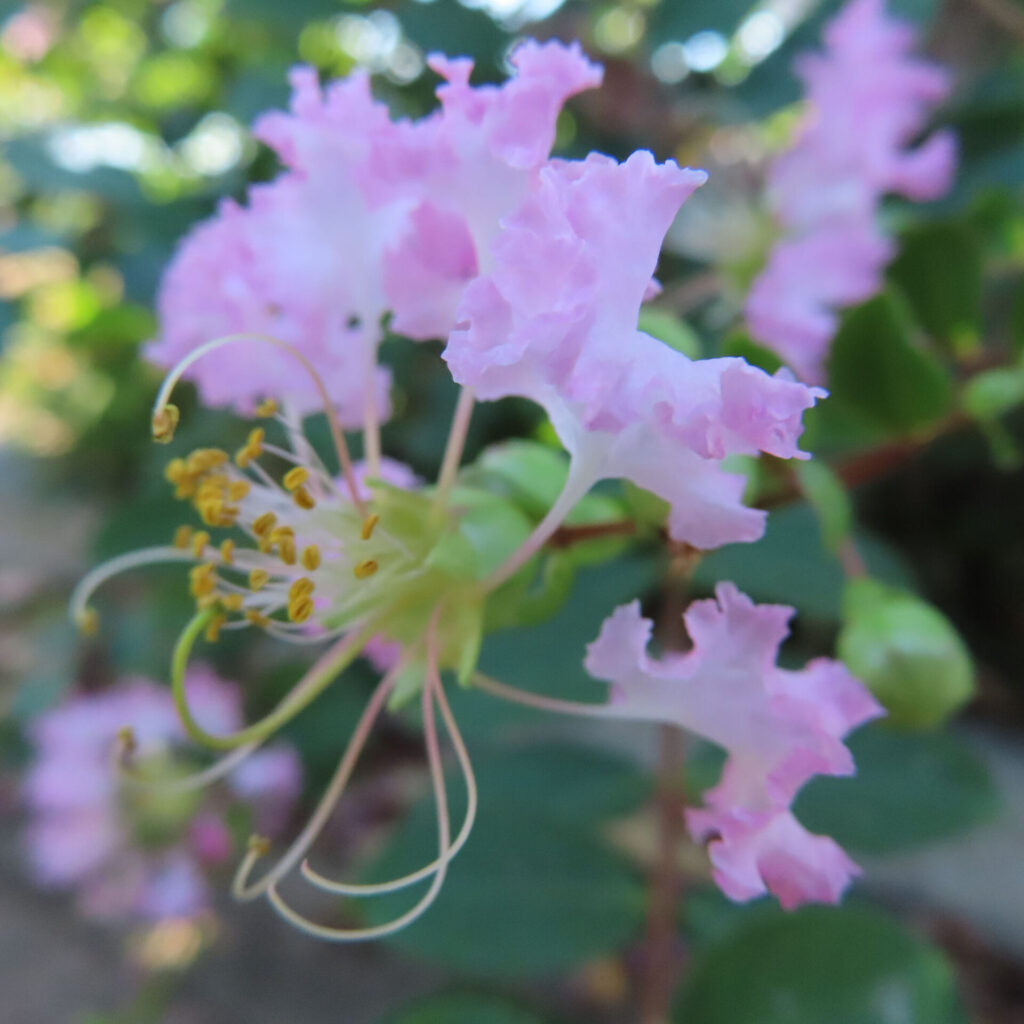 淡いピンク色のサルスベリの花をクローズアップ撮影、黄色い雄しべと蕾が緑の葉の中に映える写真