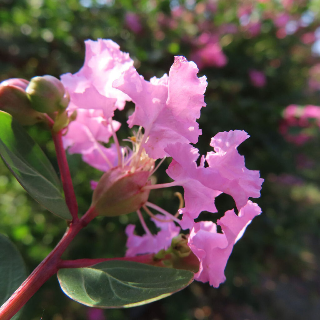 サルスベリの淡いピンクの花をクローズアップ撮影、蕾と緑の葉が背景に映える夏の花