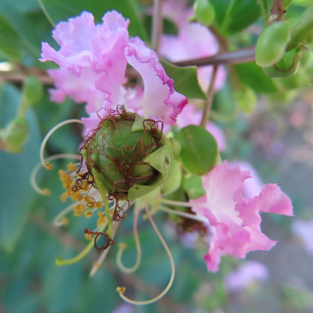 サルスベリの花と緑の実をクローズアップ撮影、淡いピンクの花弁と雄しべが際立つ写真