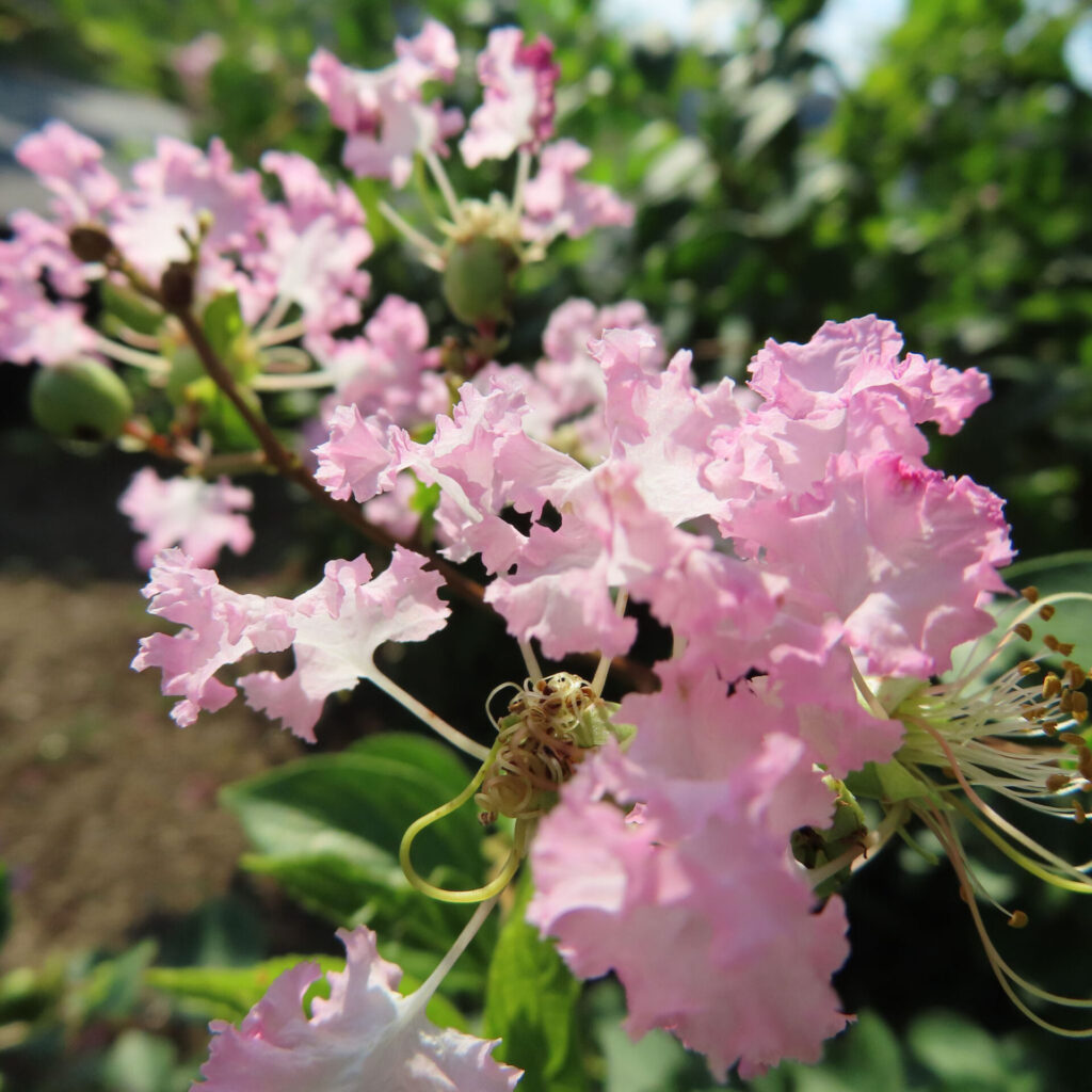 サルスベリの淡いピンクの花をクローズアップ撮影、雄しべと緑の蕾が夏の陽射しに映える写真