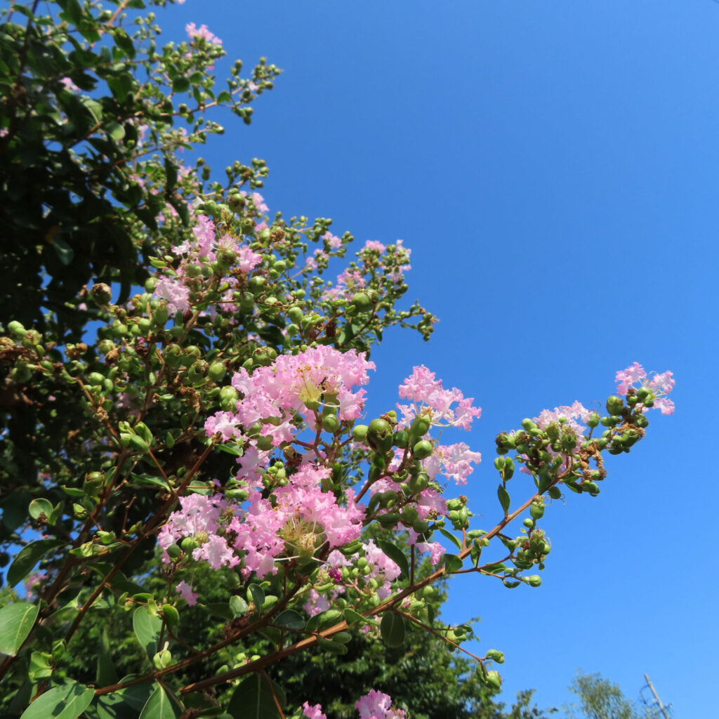 青空を背景に咲くサルスベリの淡いピンクの花房、蕾と緑の葉が映える夏の風景写真