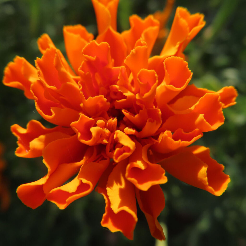 オレンジ色の花びらが波打つように広がるマリーゴールドの接写写真｜鮮やかな夏の花