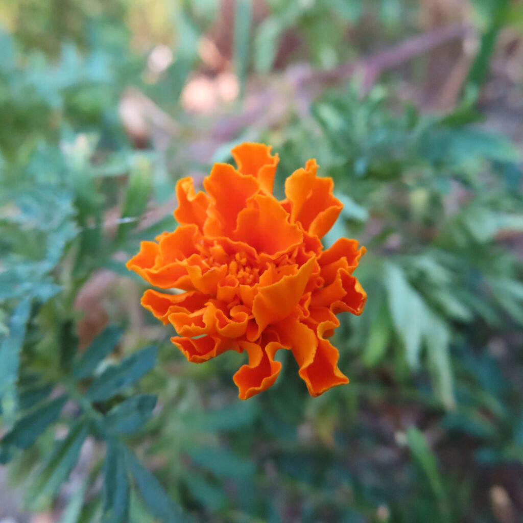 オレンジ色の花びらが波打つように広がるマリーゴールドの接写写真｜緑の葉を背景に咲く花