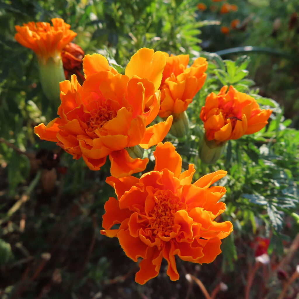 鮮やかなオレンジ色のマリーゴールドの花が群れて咲く写真｜緑の葉を背景にした夏の花