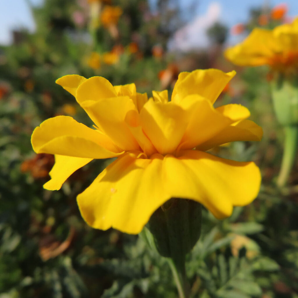 鮮やかな黄色のマリーゴールドの接写写真｜夏の庭に咲く一輪の花