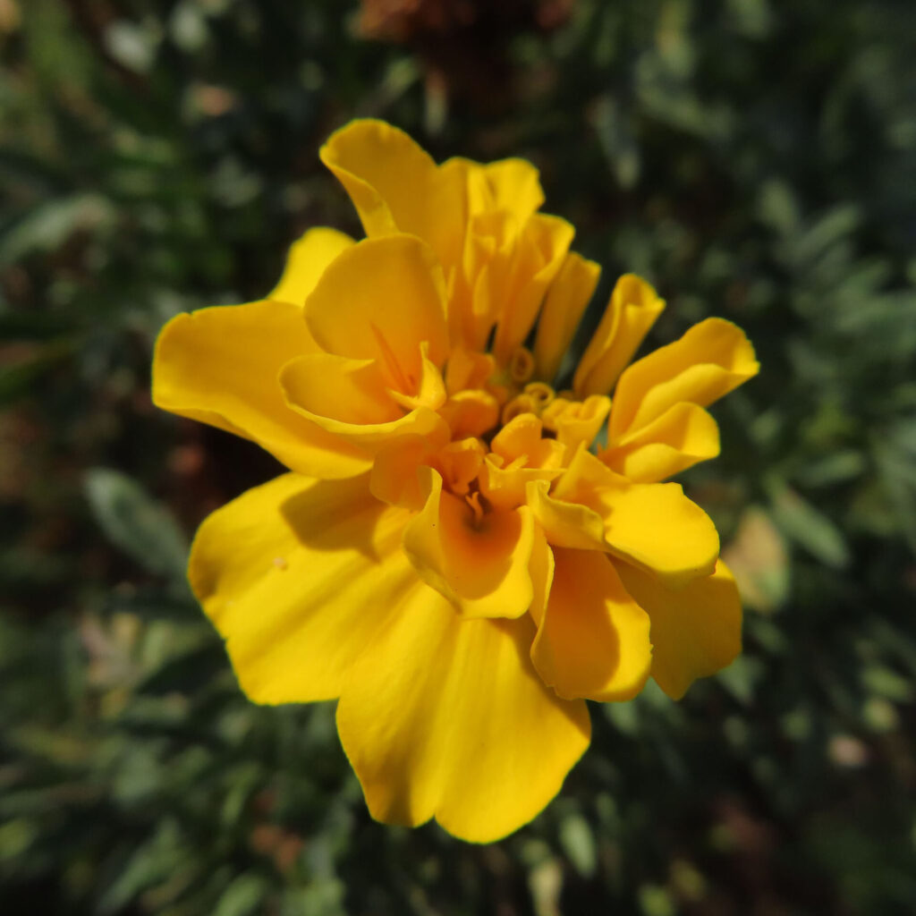 鮮やかな黄色のマリーゴールドの花のクローズアップ写真｜夏の庭を彩る人気の花