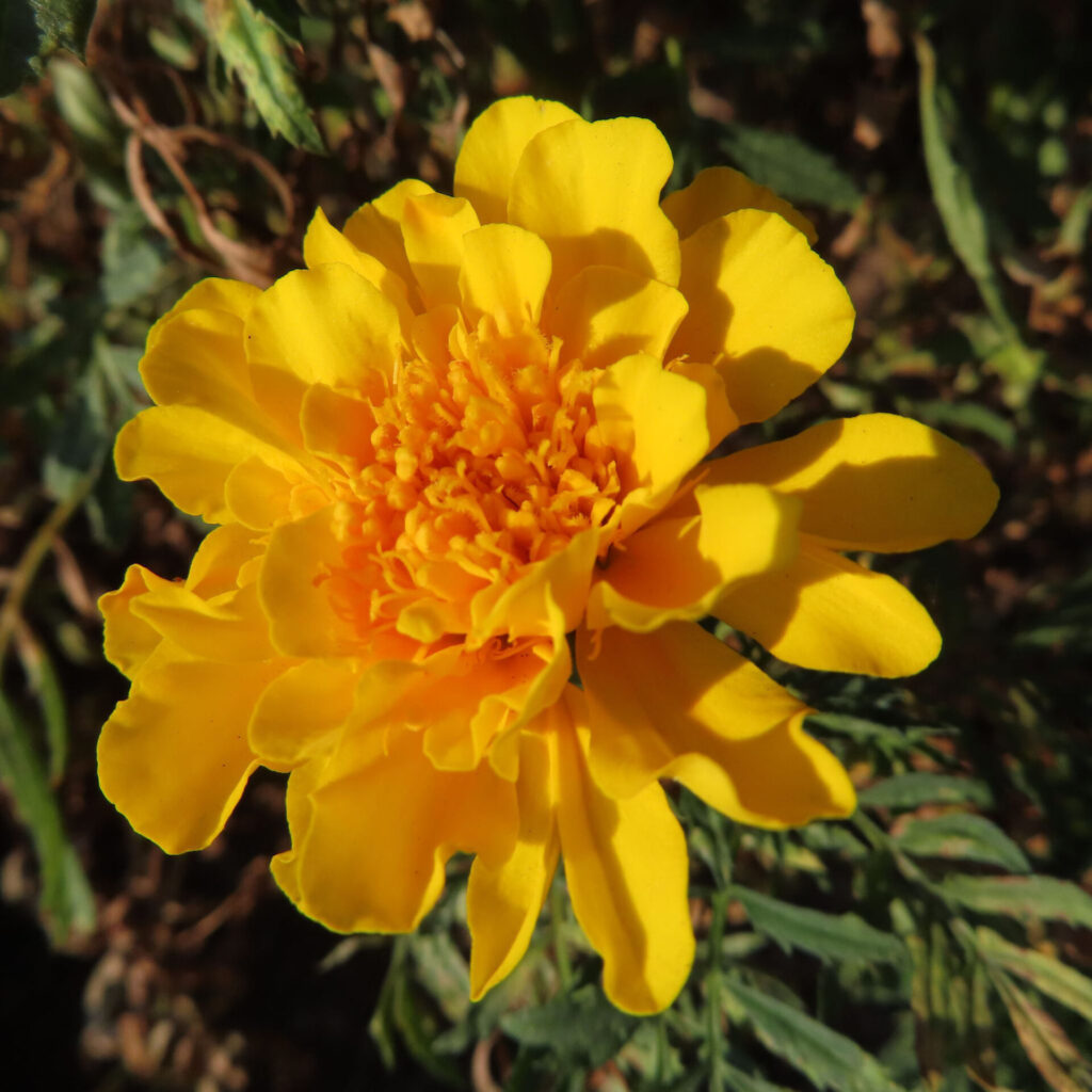 鮮やかな黄色のマリーゴールドの花のクローズアップ写真｜夏の花壇を彩る人気のガーデニング植物