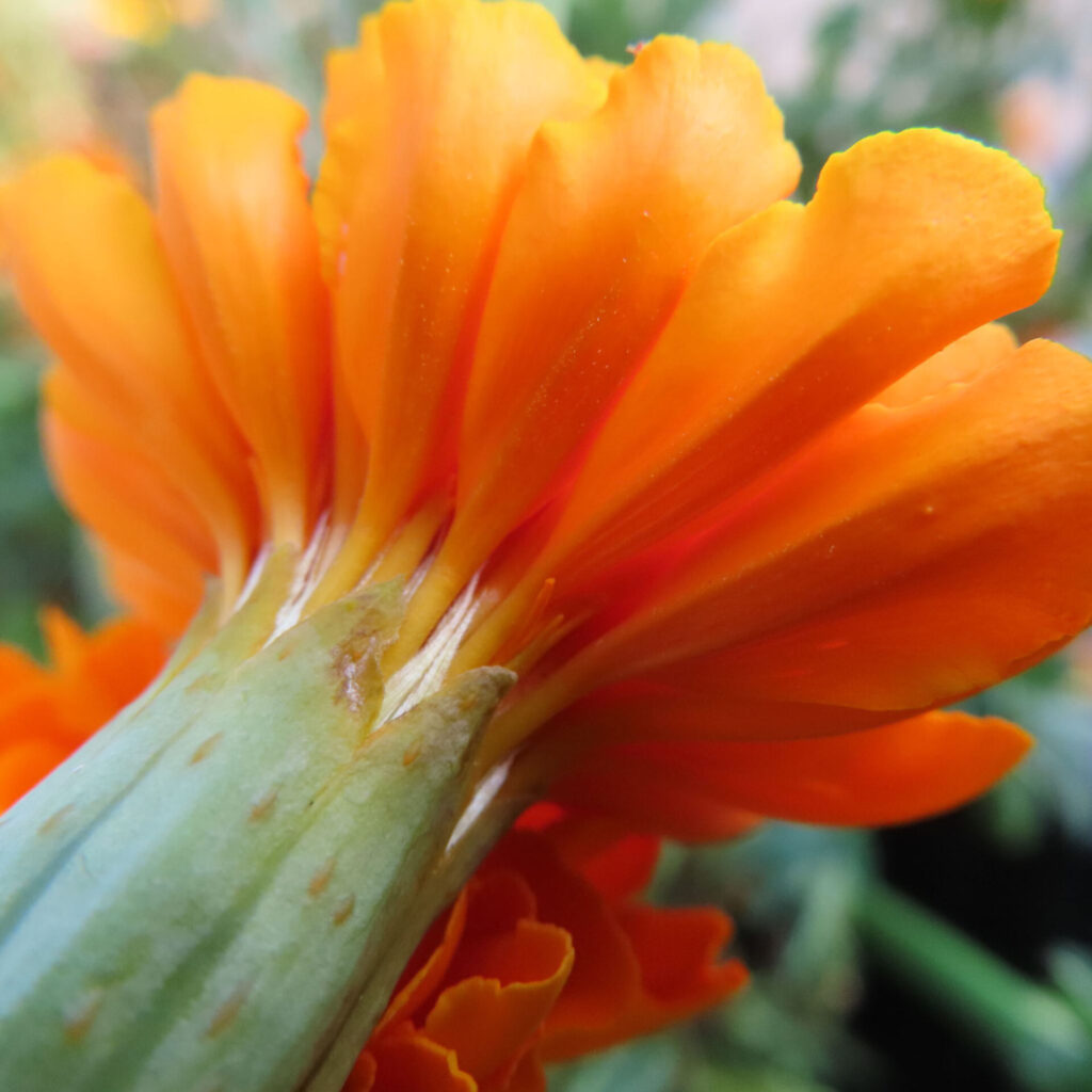 オレンジ色のマリーゴールドの花を後ろから撮影したクローズアップ写真｜鮮やかな花びらと緑の茎