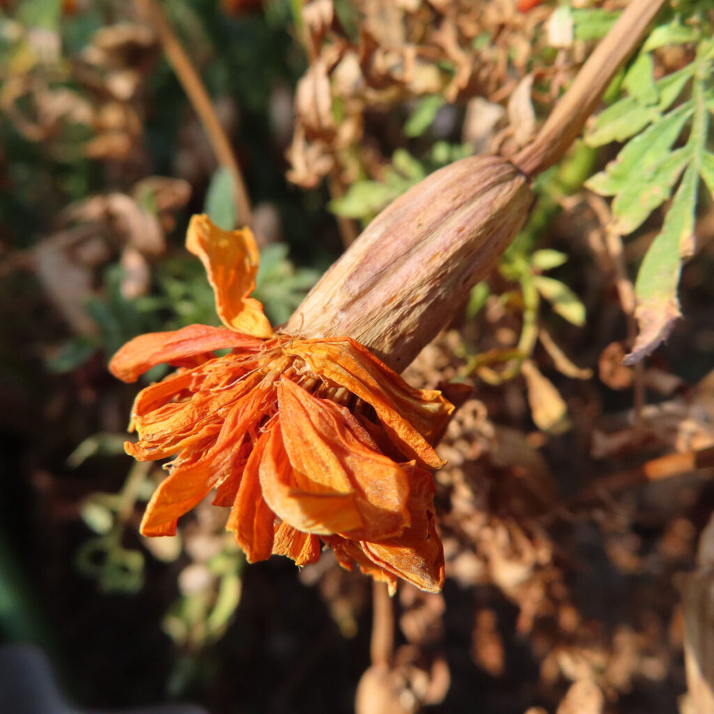 枯れたオレンジ色のマリーゴールドの花のクローズアップ写真｜しおれた花びらと茶色い茎が映る晩秋の姿