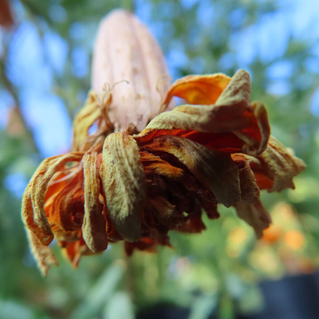 しおれたオレンジ色のマリーゴールドの花を下から撮影したクローズアップ写真｜枯れゆく花びらと茎の質感