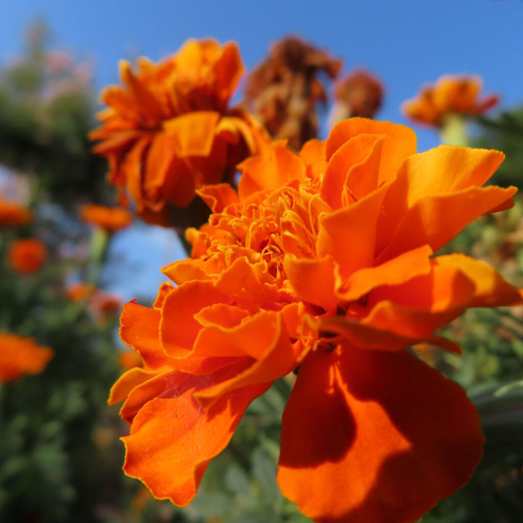 青空を背景に咲くオレンジ色のマリーゴールドのクローズアップ写真｜鮮やかな花びらと夏の庭の風景