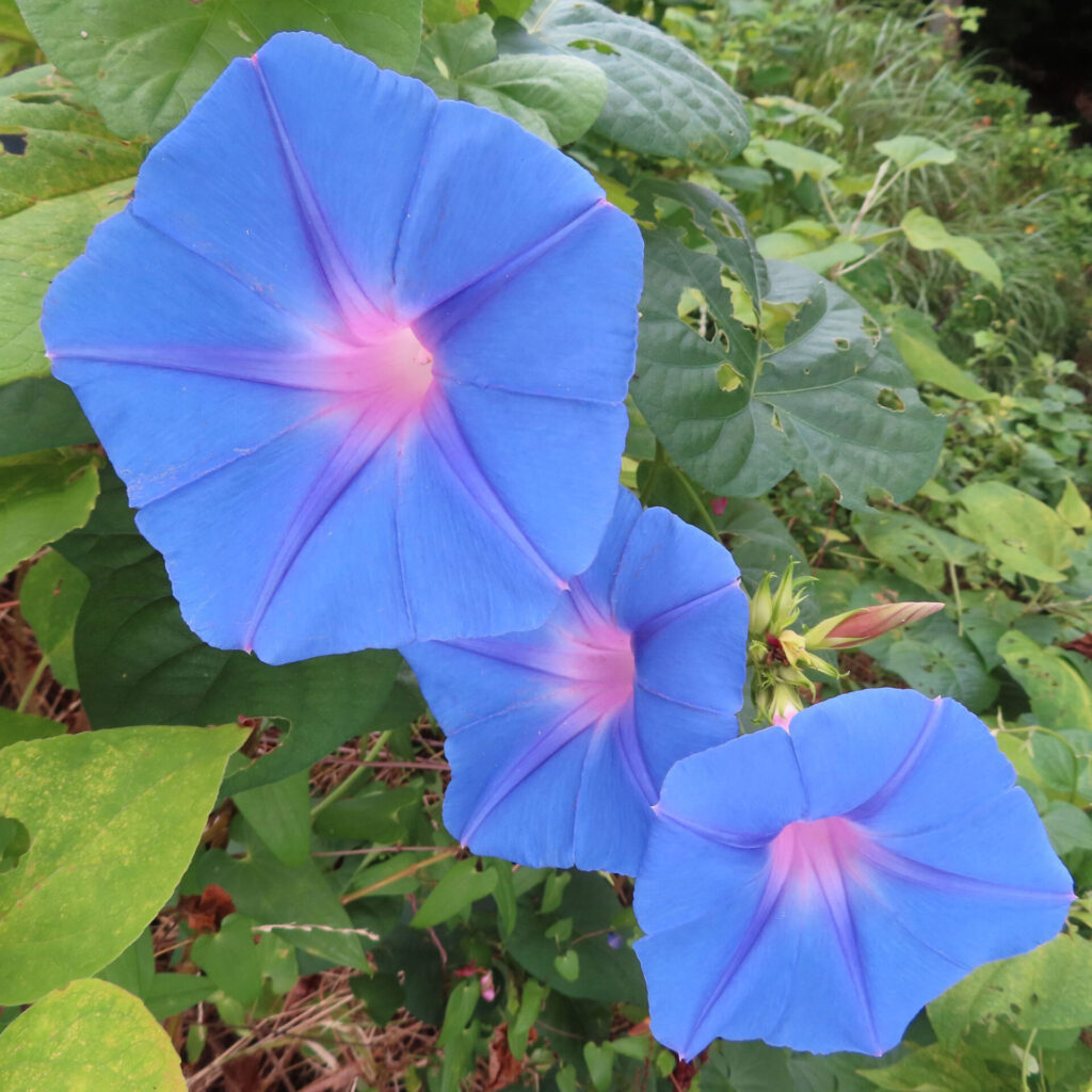 日本の夏に咲くノアサガオ（野朝顔）の鮮やかな青い花と緑の葉
