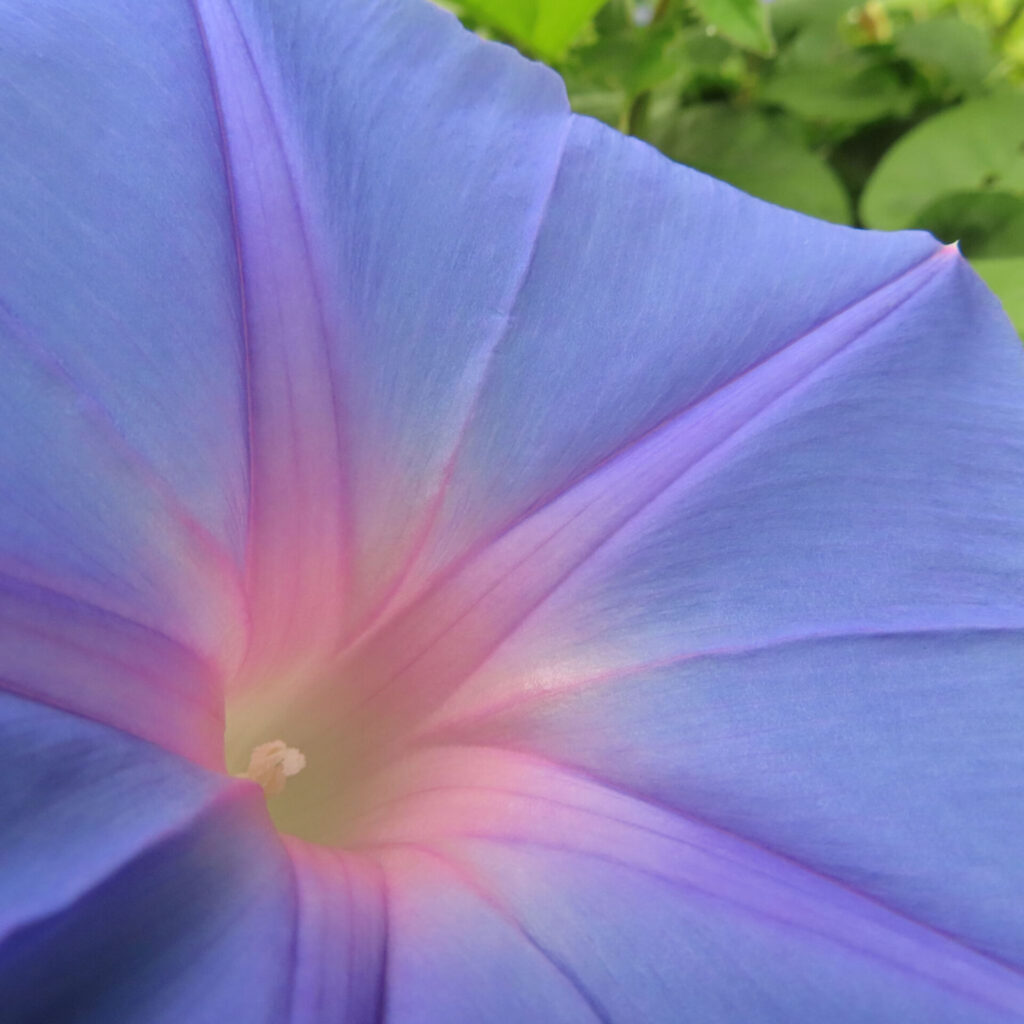 ノアサガオの花の中心をアップで撮影した写真、青から紫ピンクにグラデーションする花弁