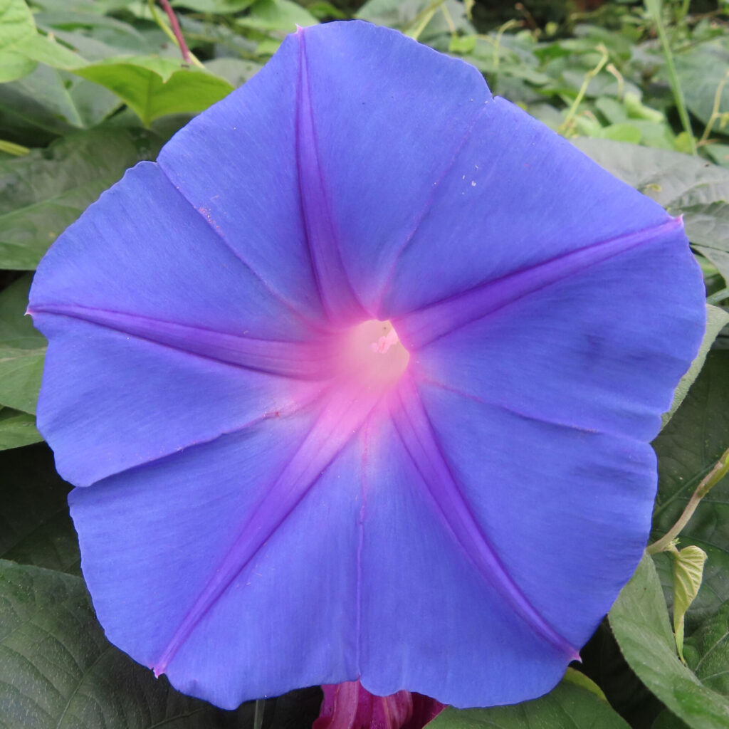 鮮やかな青紫色のノアサガオの花が満開に咲いている写真、中心は淡いピンク色に輝く