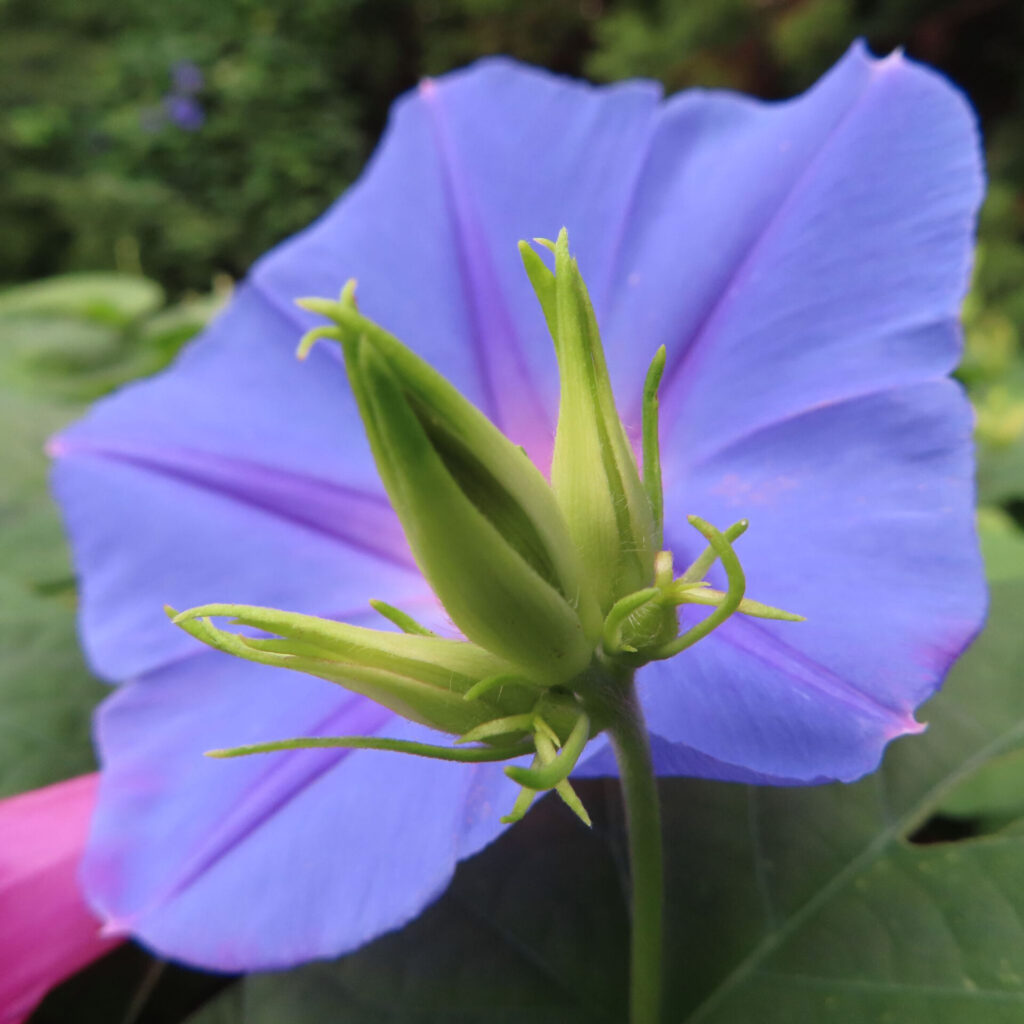 ノアサガオの青い花と手前に伸びる緑のつぼみを写した写真、背景に葉と淡いピンク色の花