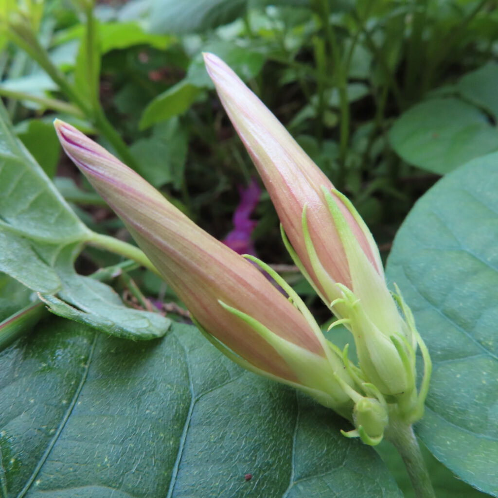 ノアサガオのつぼみが2つ並んで葉の上に伸びる様子を写した写真、淡いピンクと緑の対比が鮮やか