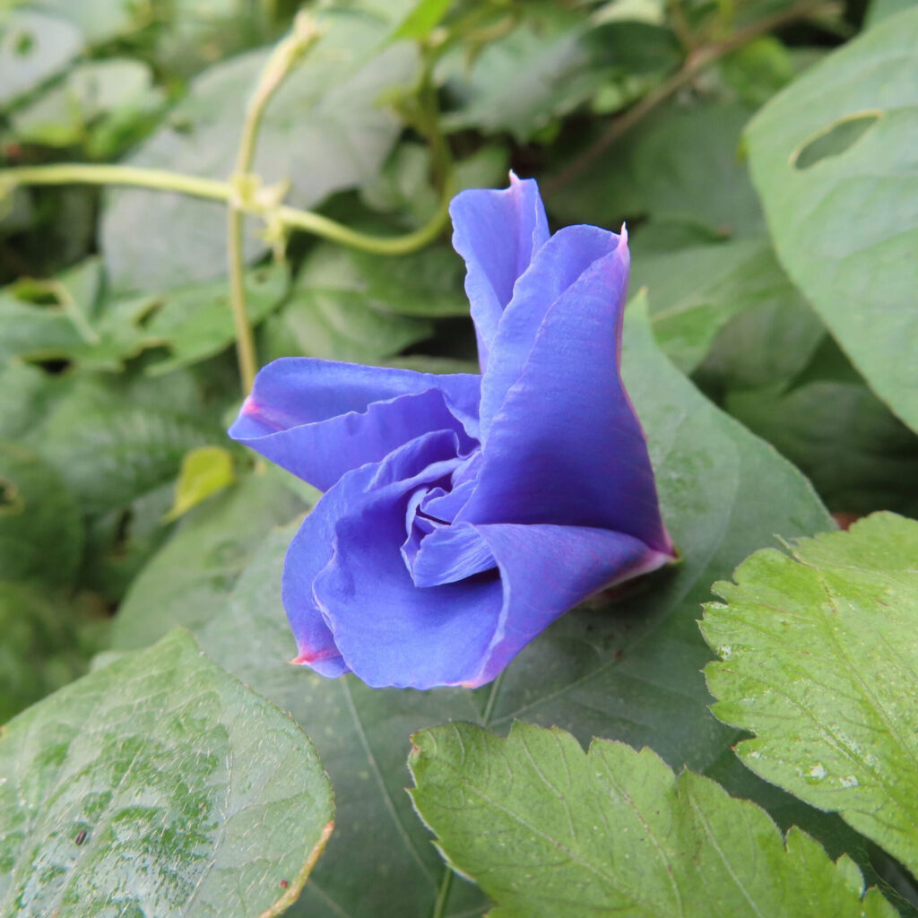 ノアサガオのしぼみかけた花が青紫色の花弁を丸めている様子を写した写真、背景は緑の葉