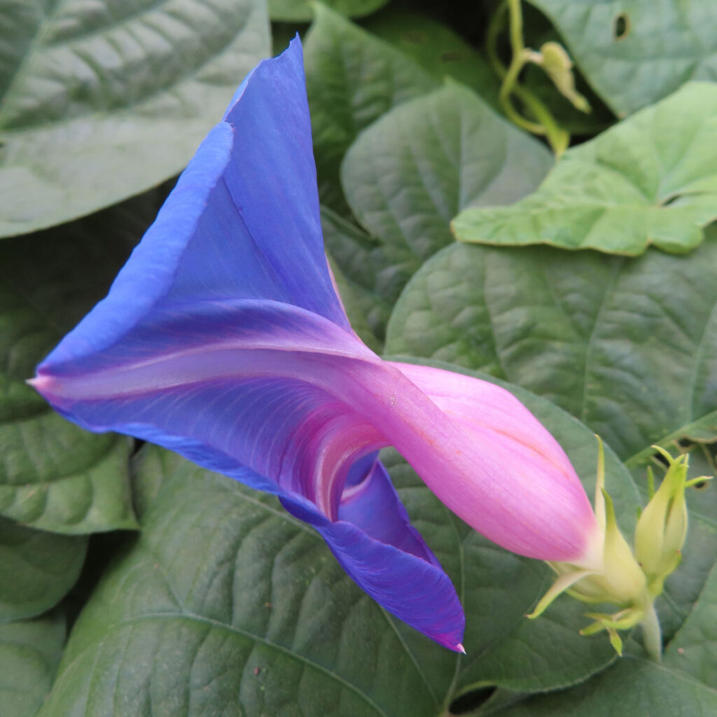 ノアサガオの花がしぼみかけて青から桃色へと色合いが移る様子を写した写真、背景は緑の葉