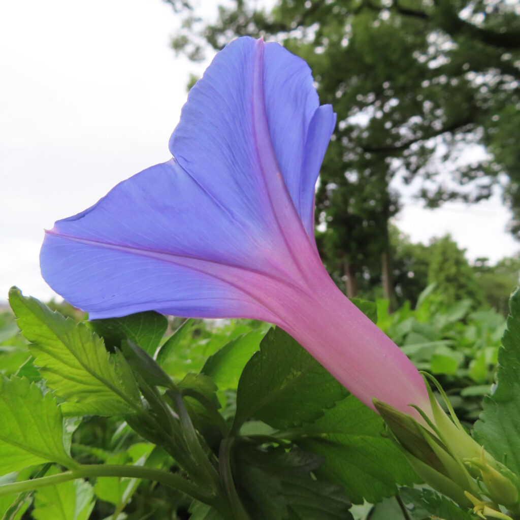 ノアサガオの花が青から桃色にかけて咲き、緑の葉と背景の木々に映える写真