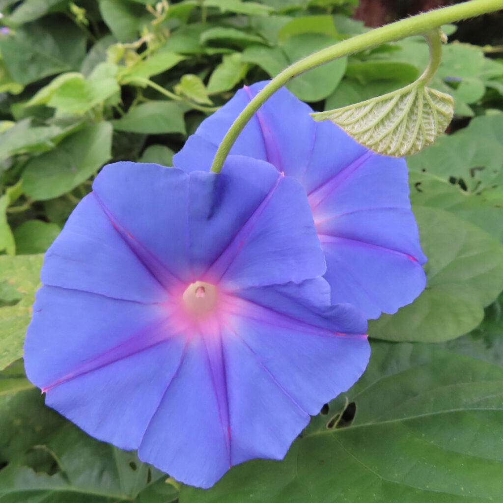 2輪の青紫色のノアサガオが並んで咲く写真、中心は淡いピンク色に輝き背景は緑の葉