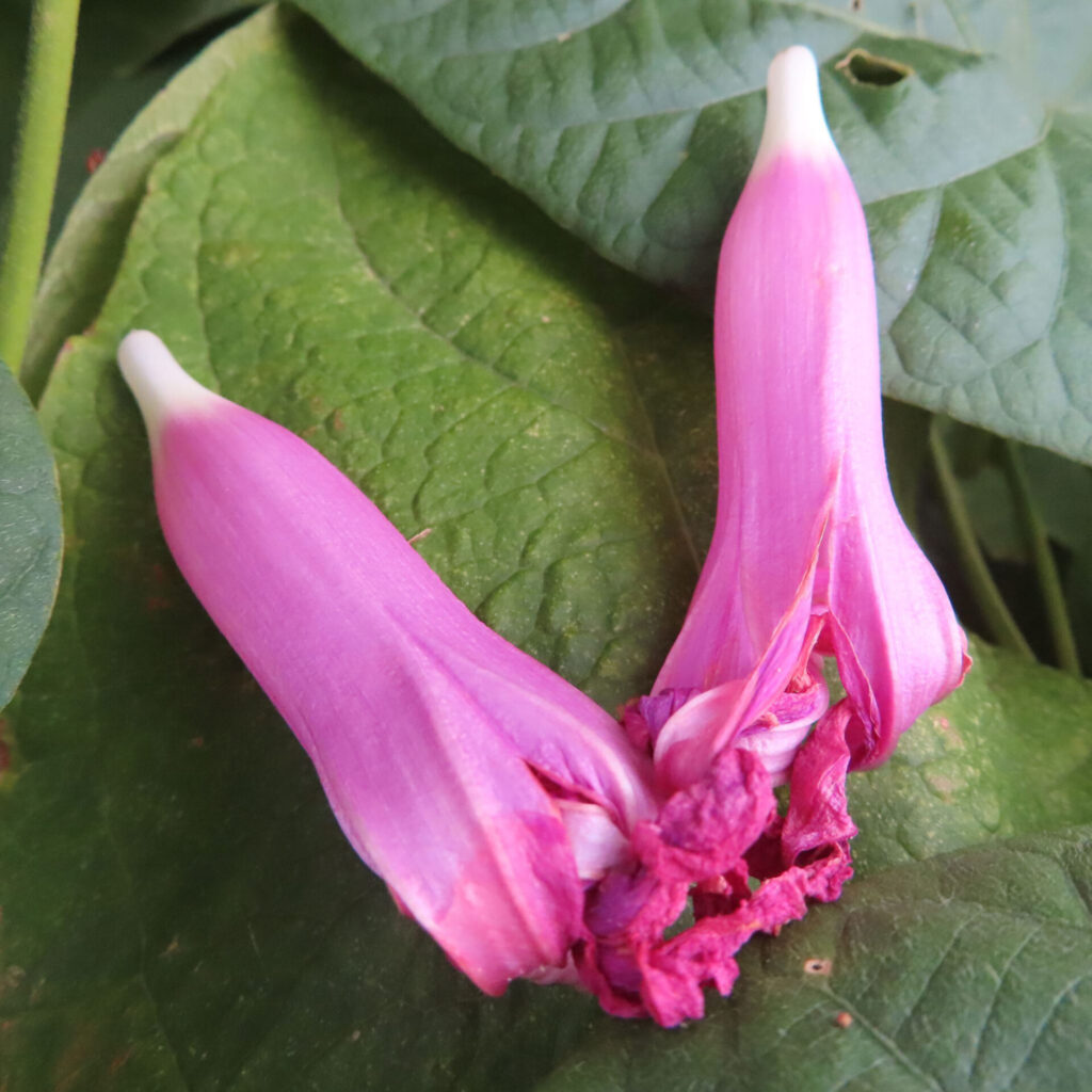 ノアサガオのしぼんだ花が2輪並んで葉の上に横たわる写真、鮮やかなピンク色が印象的