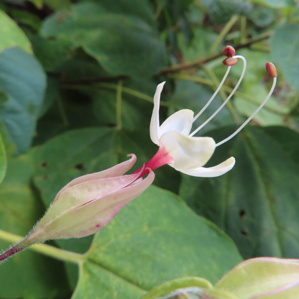 日本でクサギが白い花を咲かせ、長い雄しべが伸びた姿を近接で撮影した写真