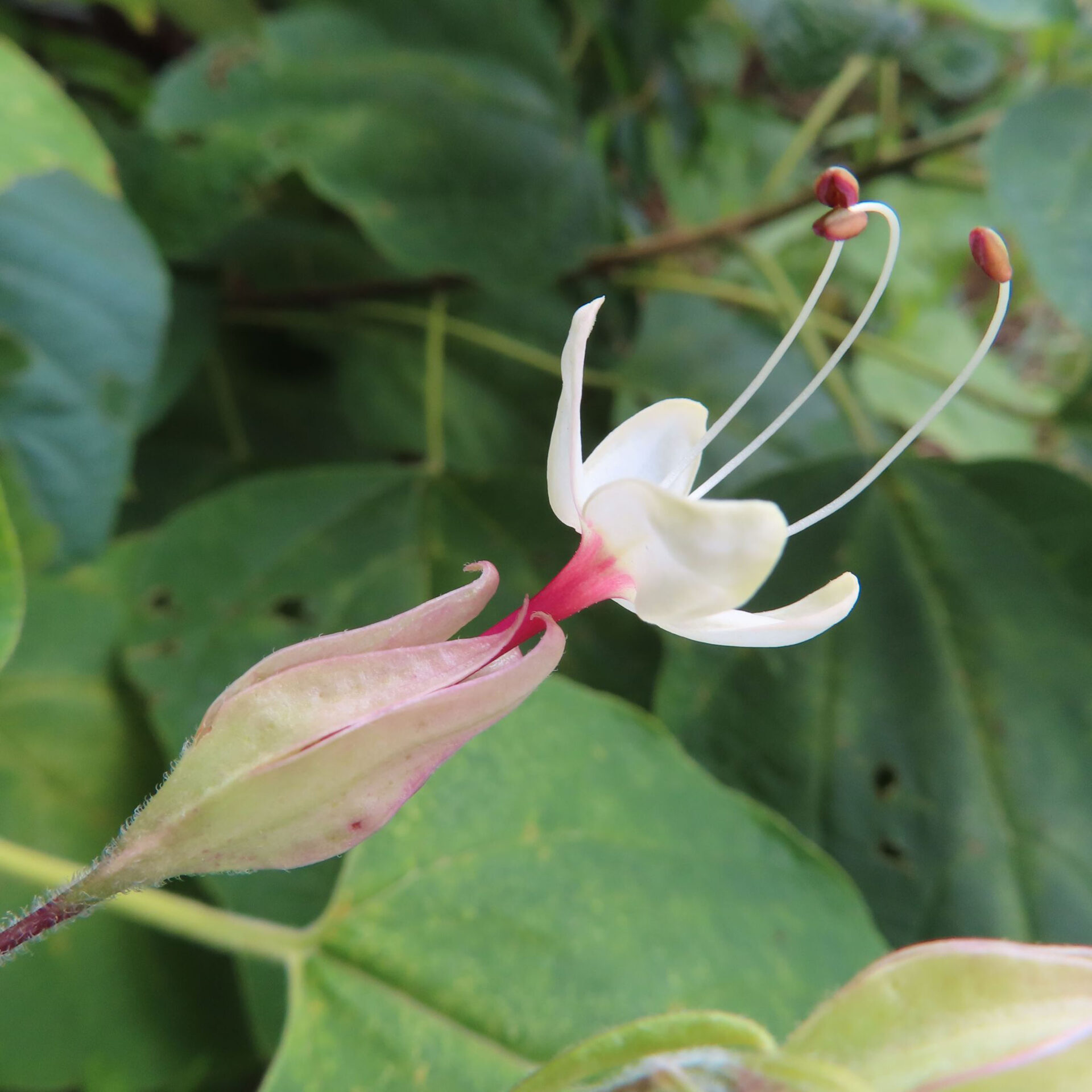 クサギが白い花を咲かせています