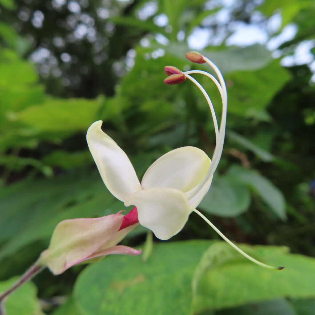 日本でクサギの白い花が長い雄しべを伸ばして咲いている様子を近接で撮影した写真