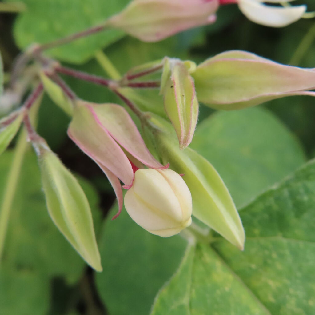 日本でクサギの蕾が薄い黄白色にふくらみ、淡いピンク色の萼に包まれている様子を近接で撮影した写真