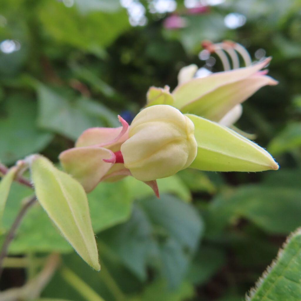 日本でクサギの蕾が淡い黄色にふくらみ、薄いピンク色の萼に包まれている様子を近接で撮影した写真