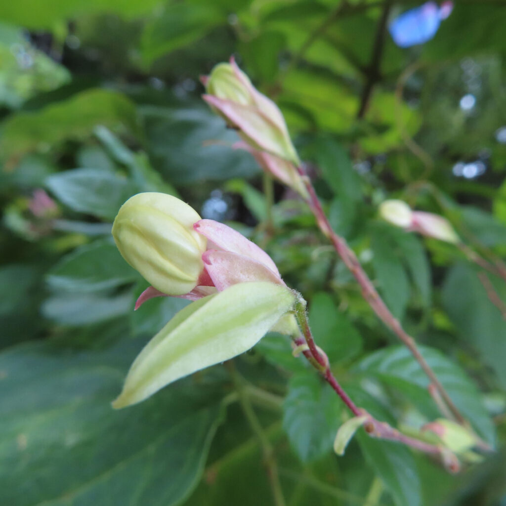 日本でクサギの淡黄色の蕾がふくらみ始め、薄いピンク色の萼に包まれている様子を近接で撮影した写真