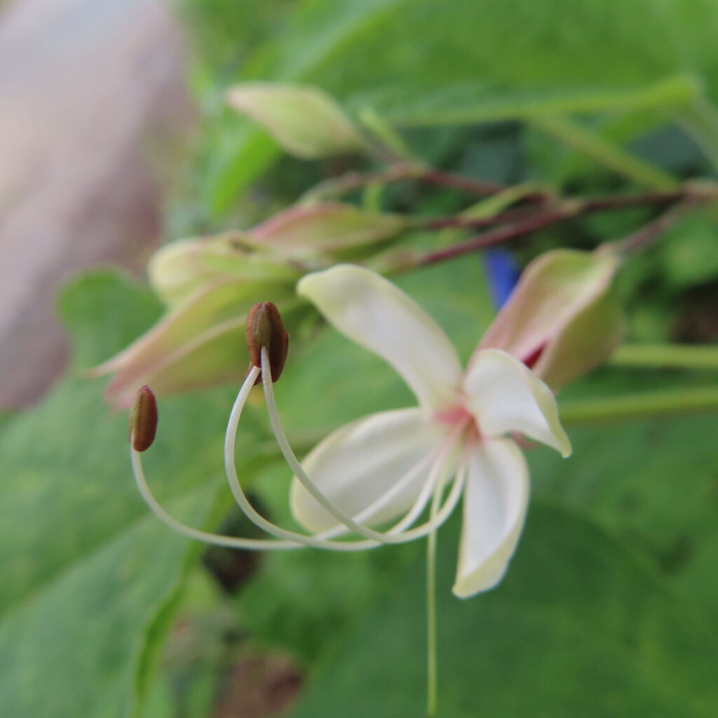 日本でクサギの白い花が咲き、長い雄しべと赤褐色の葯が伸びている様子を近接で撮影した写真