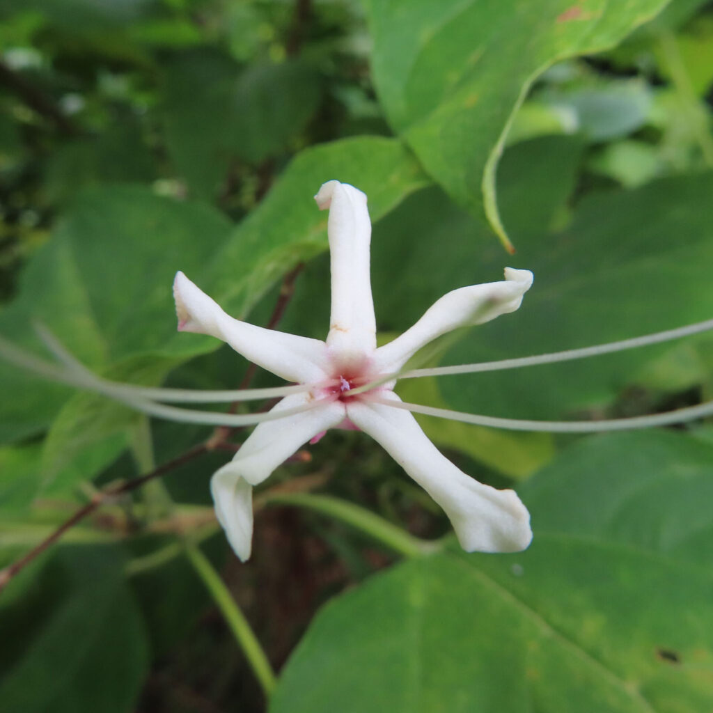 日本でクサギの白い花が星形に開き、中心が淡い紅色を帯びている様子を近接で撮影した写真