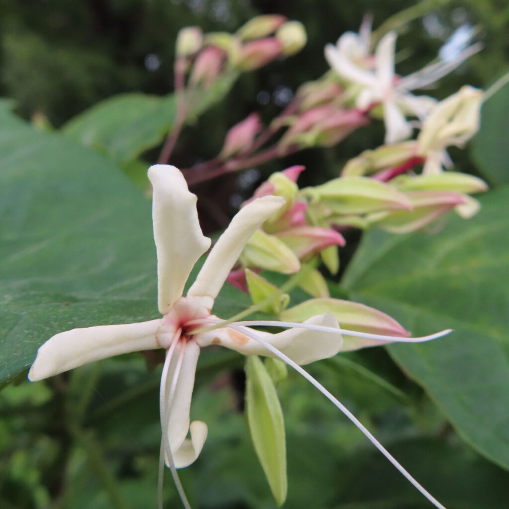 日本でクサギの白い花が星形に開き、淡いピンク色の萼とともに群生して咲いている様子を近接で撮影した写真