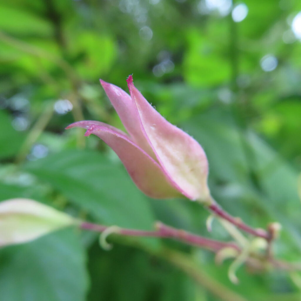 日本でクサギの萼が淡いピンク色に色づき、先端が開きかけている様子を近接で撮影した写真