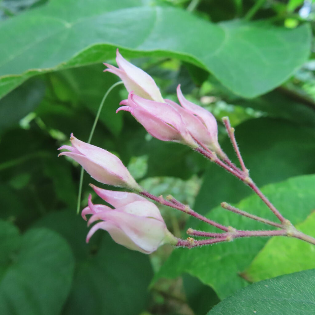 日本でクサギの淡いピンク色の萼が3つ並んでふくらんでいる様子を近接で撮影した写真