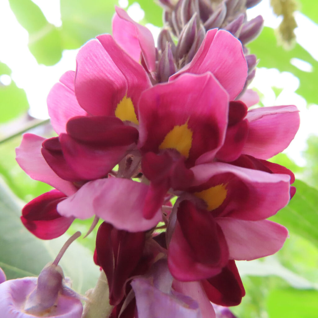 クズの赤紫色の花が咲いている接写写真｜黄色の斑点が特徴的な夏の日本の蔓植物