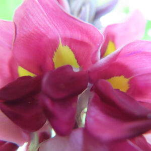 クズの花の接写写真｜赤紫色の花びらと鮮やかな黄色の斑点が特徴的な夏の日本の蔓植物