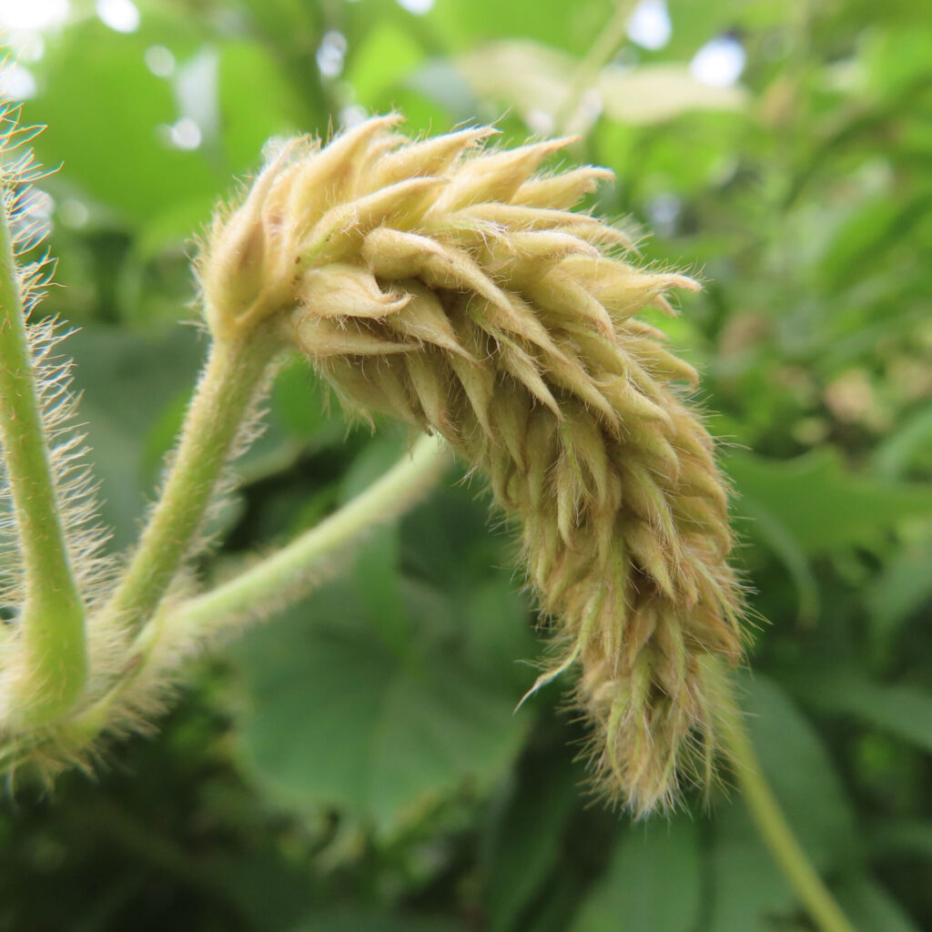 クズのつぼみの接写写真｜黄金色の毛に覆われた未開花の花序と緑の背景
