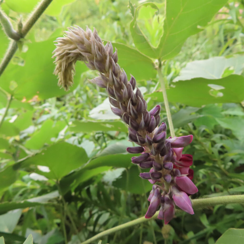 クズの花穂の接写写真｜先端が黄緑で下部に赤紫のつぼみが並ぶ特徴的な花序