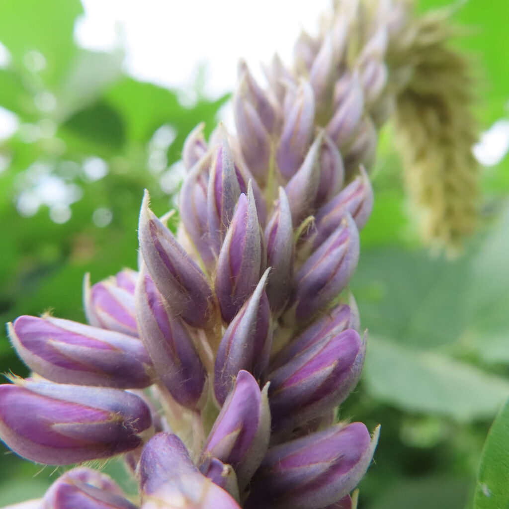 クズの花穂の接写写真｜紫色のつぼみが密集して並ぶ特徴的な夏の蔓植物