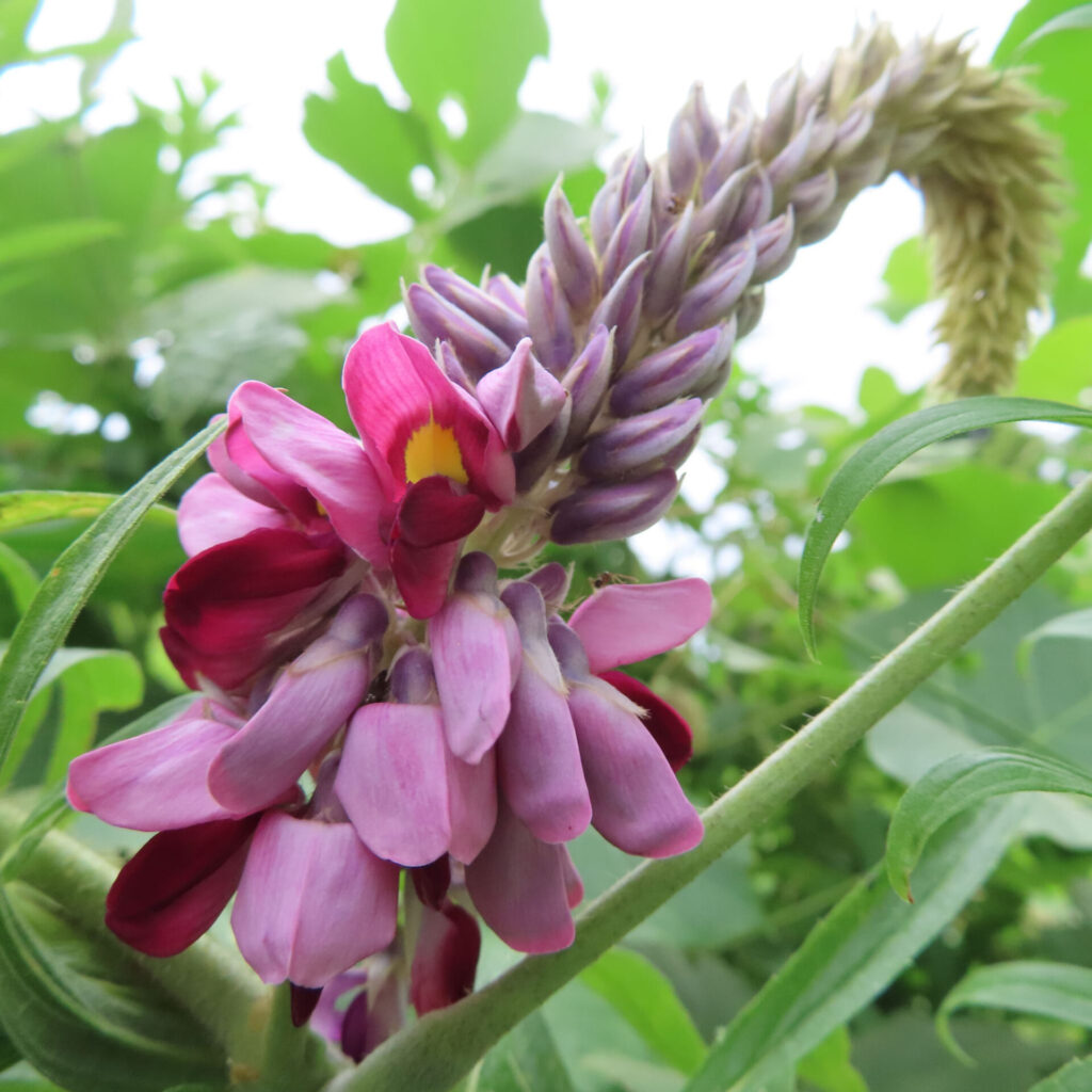 クズの花穂の接写写真｜紫色のつぼみと赤紫の花が咲き始め黄色の斑点が見える夏の蔓植物