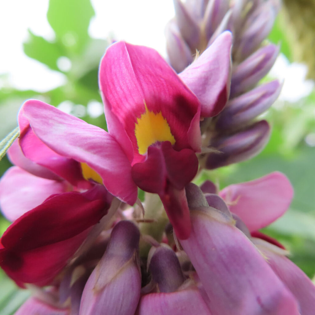 クズの花の接写写真｜鮮やかな赤紫の花びらと黄色の斑点が映える夏の蔓植物