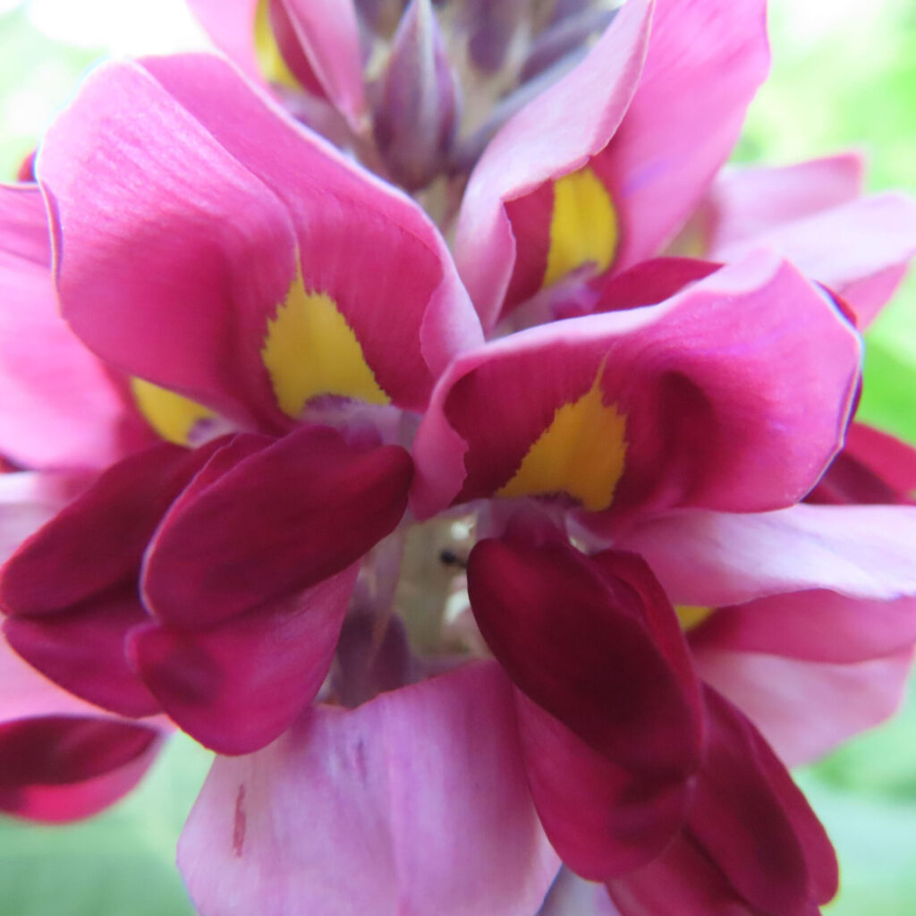クズの花の接写写真｜鮮やかな赤紫の花びらと黄色の斑点が際立つ夏の蔓植物